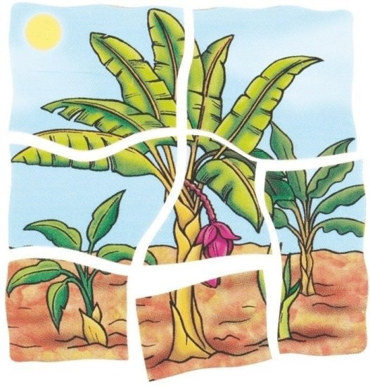 פאזל שכבות מעץ על התפתחות בננה