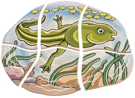 פאזל צפרדע מעץ מורכב